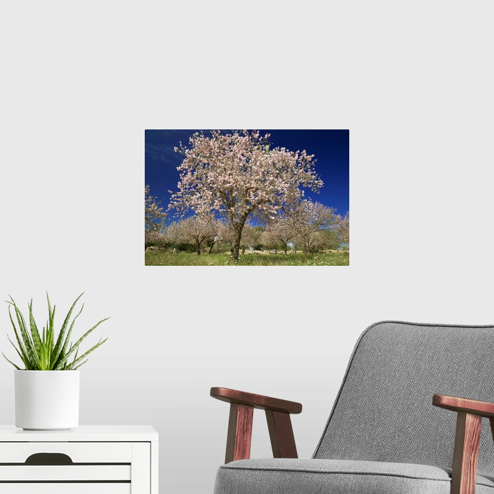 A modern room featuring Italy, Sicily, Siracusa, Val di Noto, almond trees in bloom