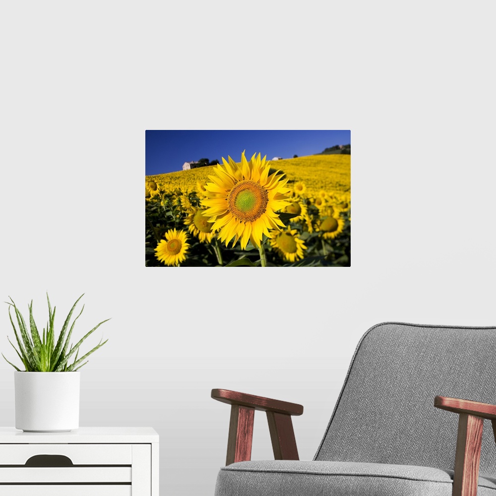 A modern room featuring Italy, Tuscany, Mediterranean area, Landscape with sunflowers