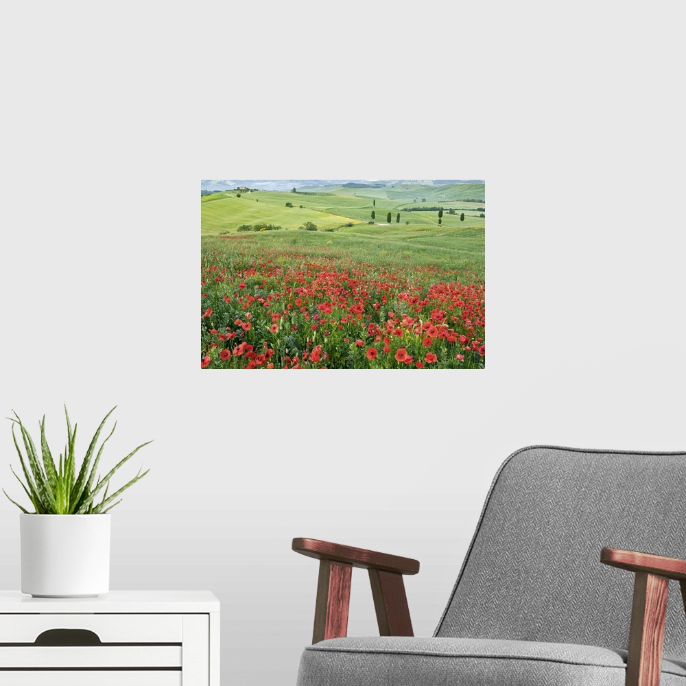 A modern room featuring Italy, Tuscany, Orcia Valley, San Quirico d'Orcia, Poppies in the ideal Val d'Orcia