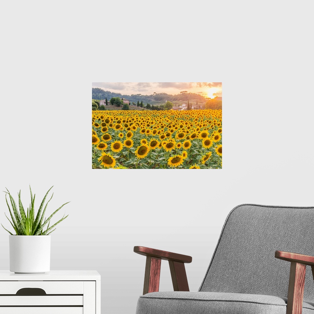A modern room featuring Italy, Tuscany, Pisa district, San Miniato, Sunflowers on the countryside of San Miniato