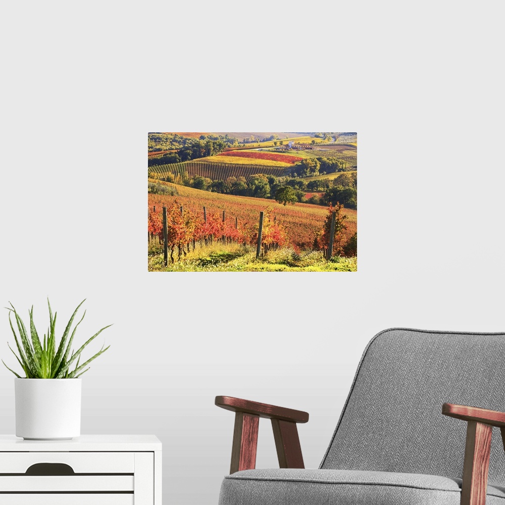 A modern room featuring Italy, Umbria, Mediterranean area, Perugia district, Autumnal vineyards near Gualdo Cattaneo