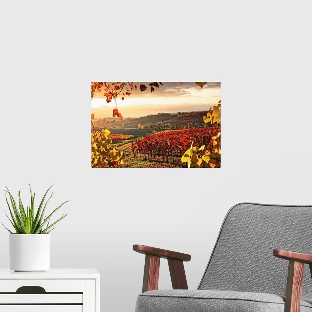 A modern room featuring Italy, Umbria, Mediterranean area, Perugia district, Dawn over the autumnal vineyards near Montef...