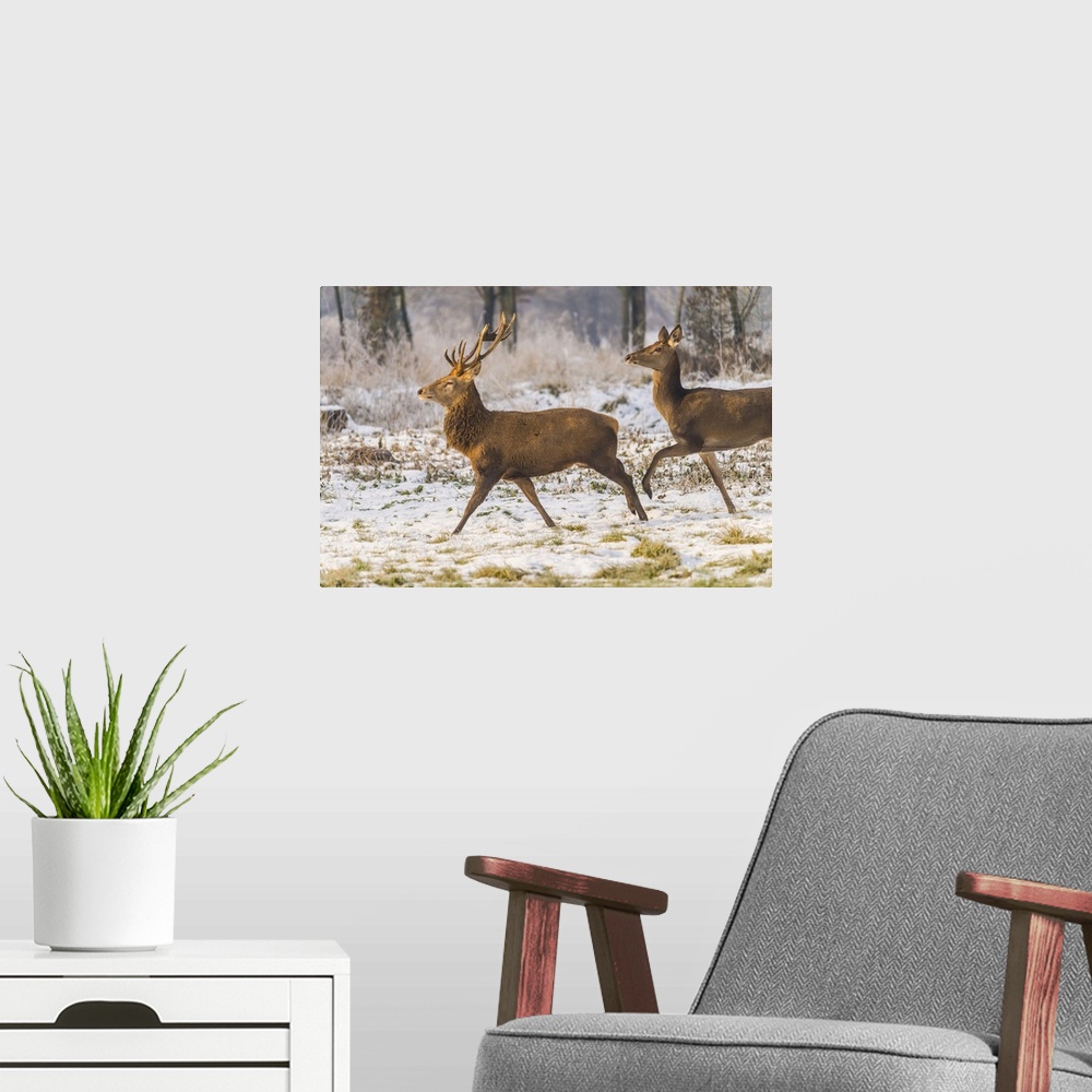 A modern room featuring Italy, Veneto, Belluno district, Two deer running in the snow