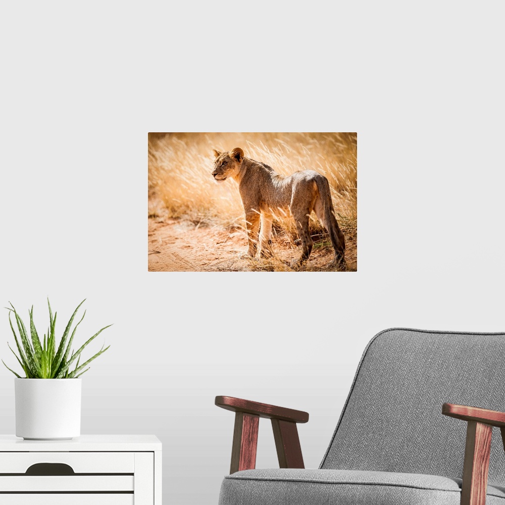 A modern room featuring Kenya, Central, Samburu National Reserve, Young lonely lion (Panthera leo).