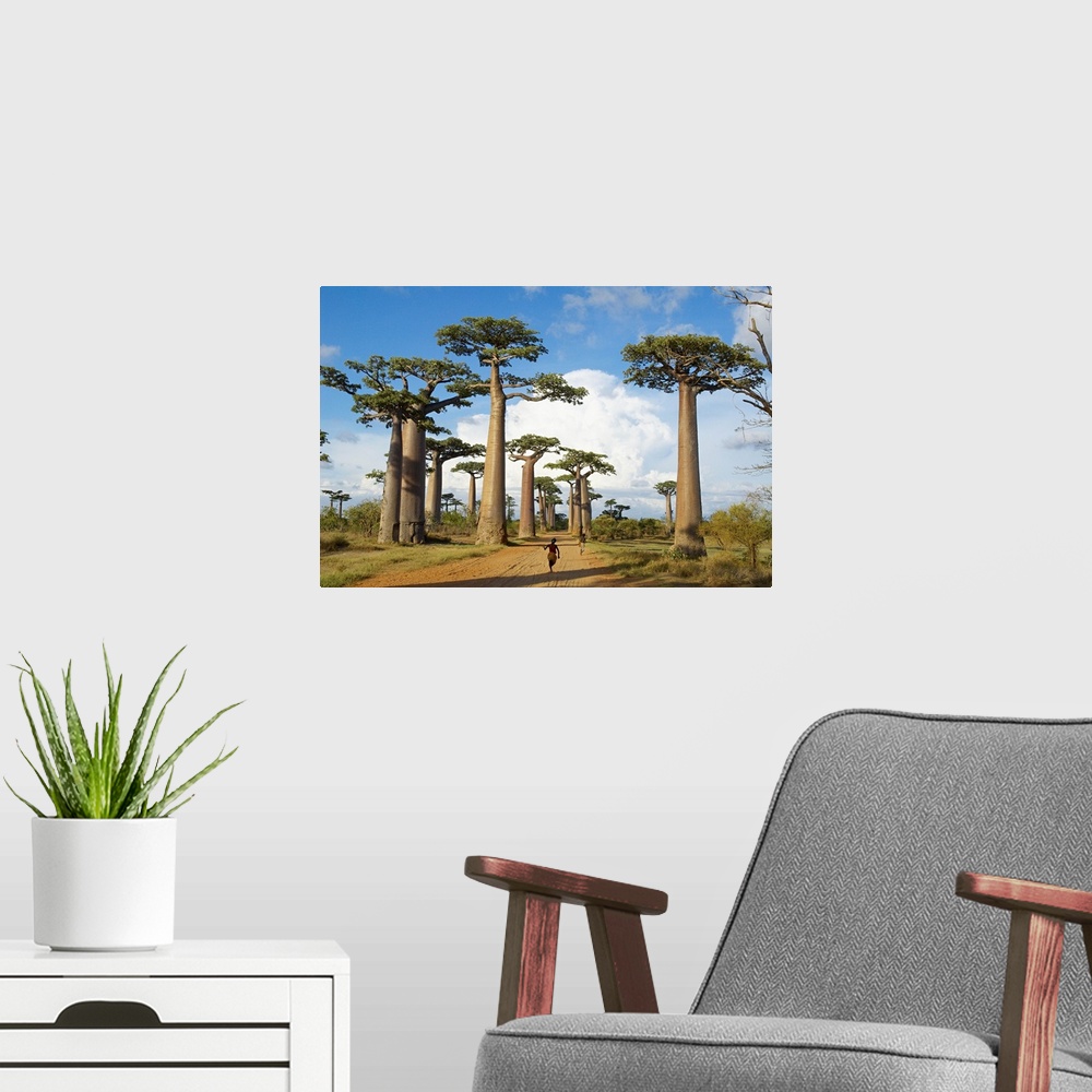 A modern room featuring Madagascar, Toliara, Morondava, Baobab trees