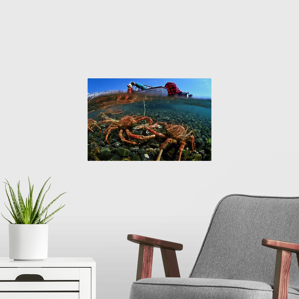 A modern room featuring Mexico, Baja California Sur, Sea of Cortez, Isla Coyote, crabs