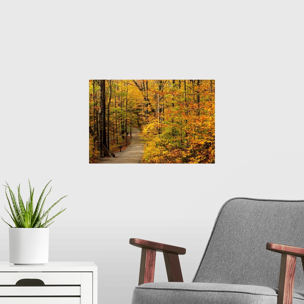 A modern room featuring New Hampshire, New England, White Mountains, The Flume Gorge, The path in autumn
