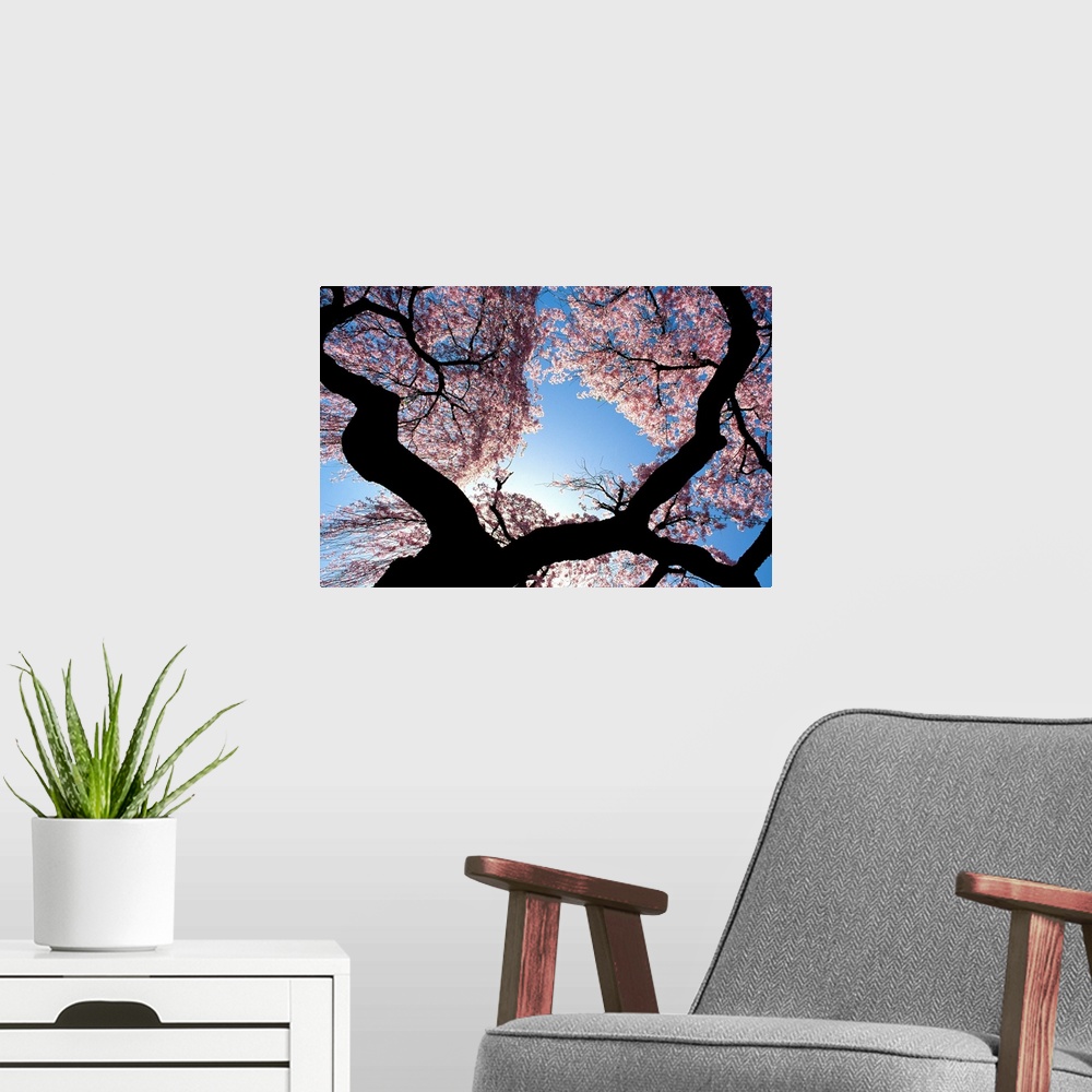 A modern room featuring New Jersey, Cherry blossom tree