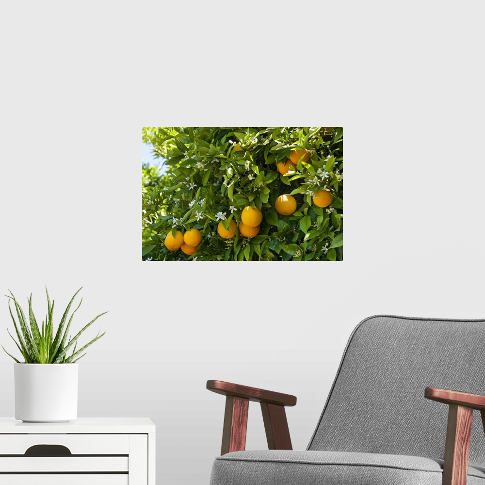 A modern room featuring Portugal, Faro, Silves, Oranges and blossom on a tree in an Algarve orange grove