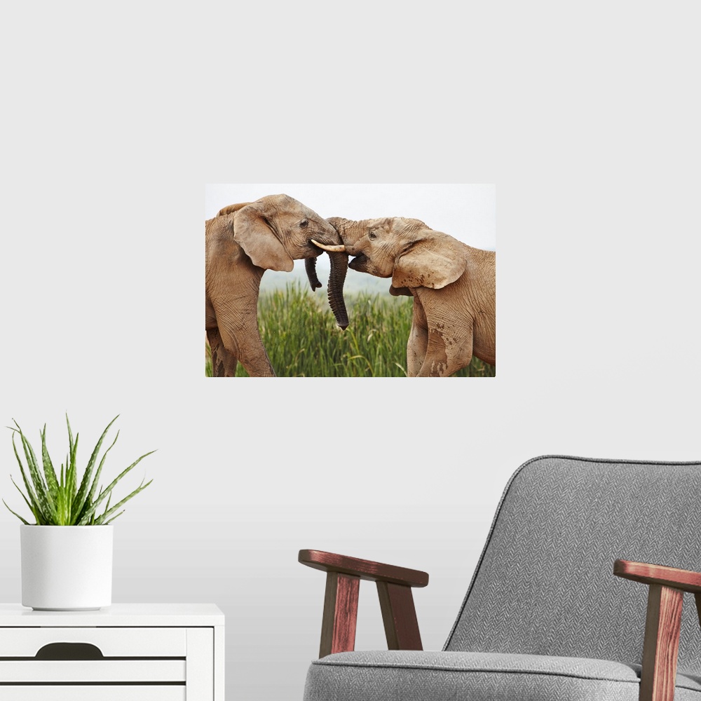 A modern room featuring South Africa, Western Cape, Port Elizabeth, Addo Elephant National Park, Young bull elephants gre...