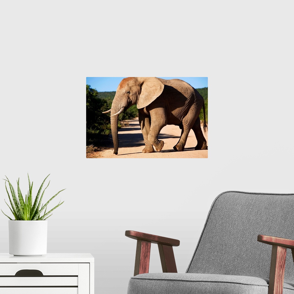 A modern room featuring South Africa, Eastern Cape, Addo Elephant National Park, elephant