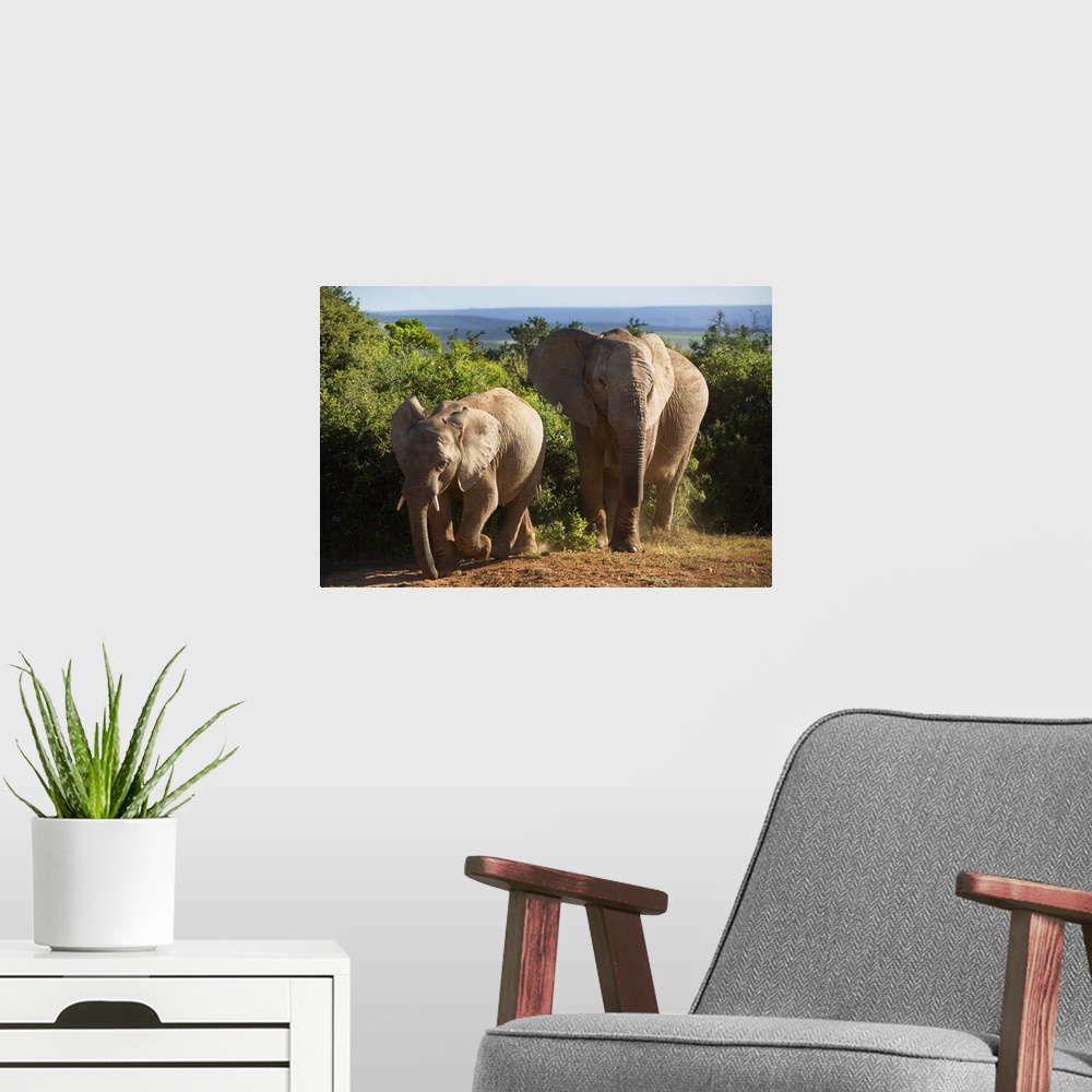 A modern room featuring South Africa, Eastern Cape, Addo Elephant National Park, elephants