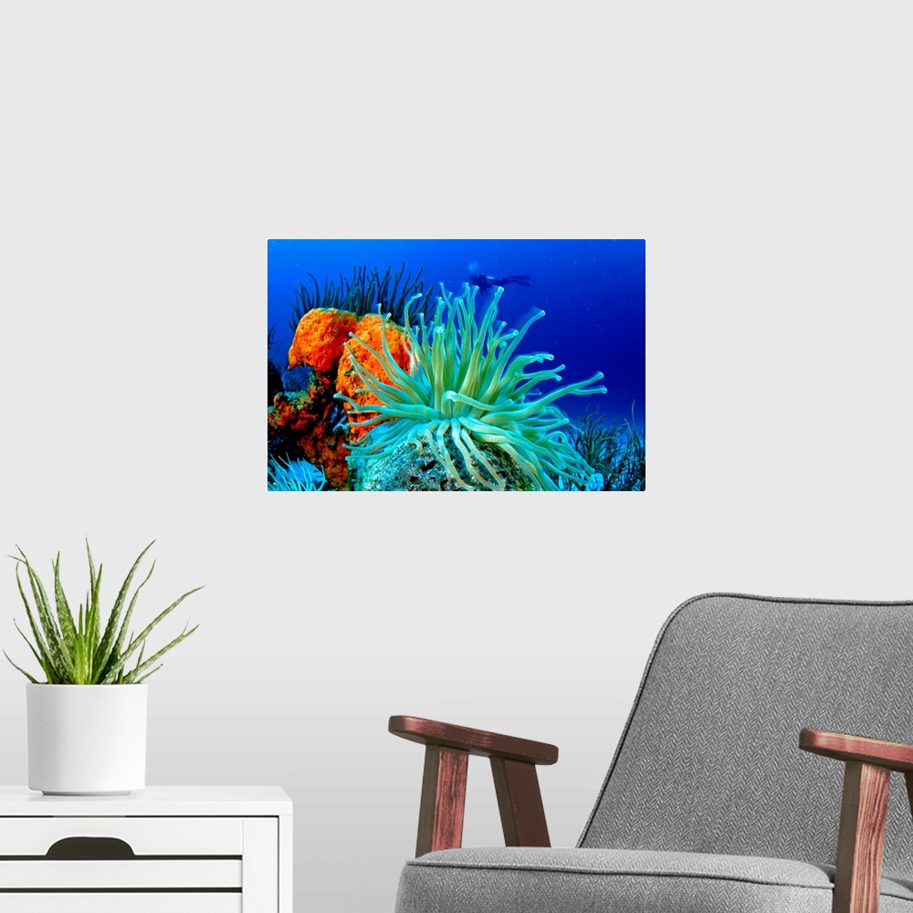 A modern room featuring South America,Venezuela, Los Roques, Los Roques National Park, sea anemone