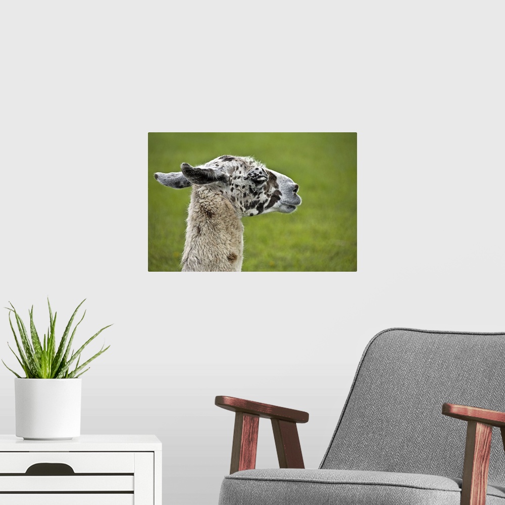 A modern room featuring Spotted Llama