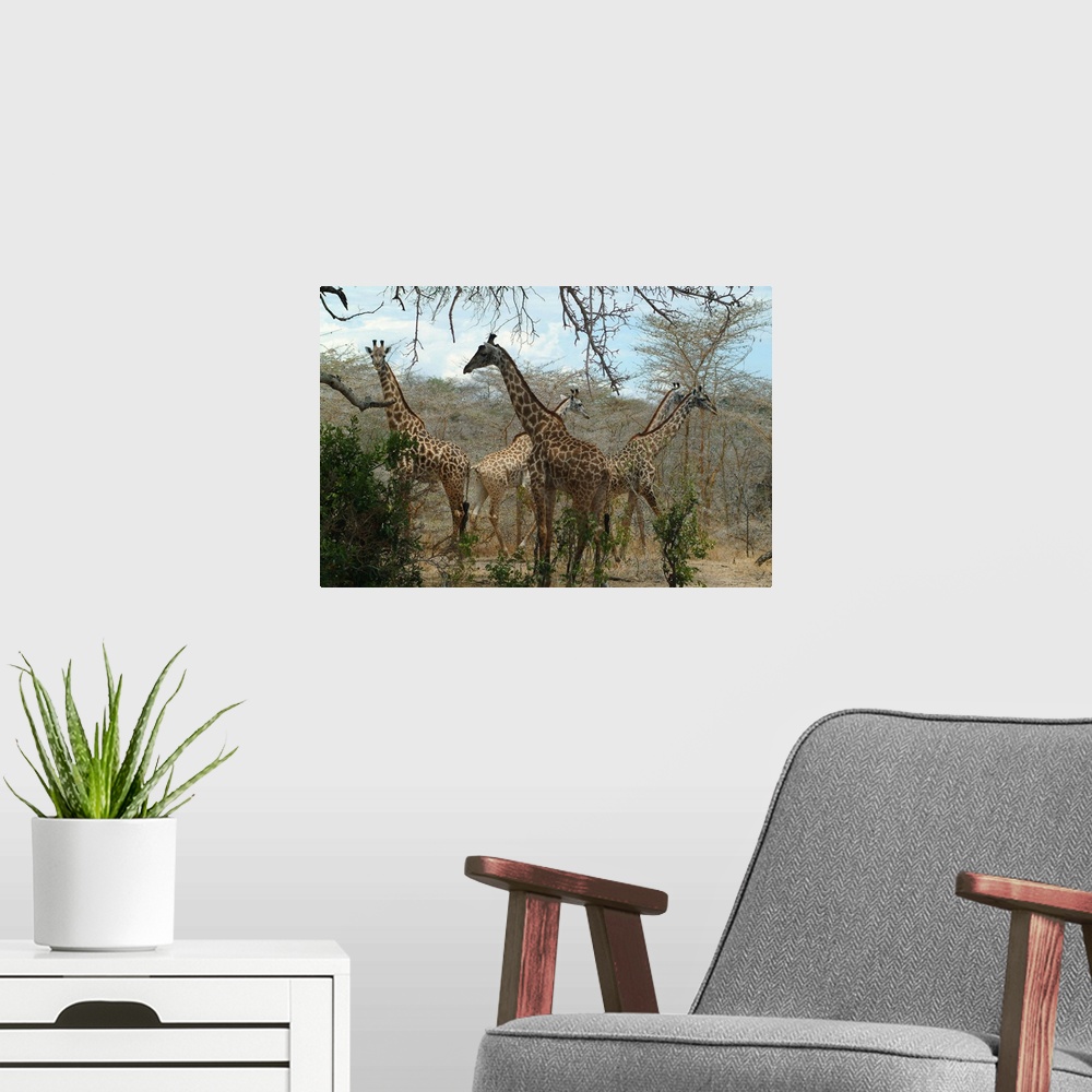 A modern room featuring Tanzania, Selous Game Reserve, Giraffes