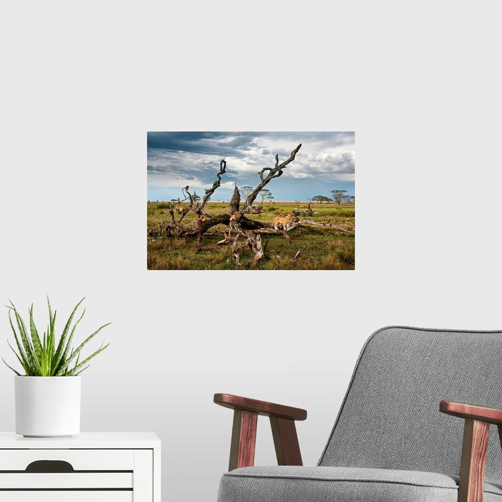 A modern room featuring Tanzania, Serengeti National Park, A lion Pride on a tree in the Serengeti near Seronera.