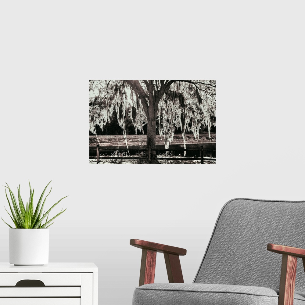 A modern room featuring Tree with Spanish Moss.