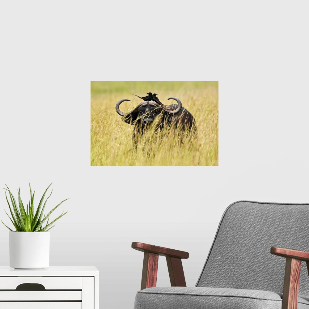 A modern room featuring Uganda, Western, Murchison Falls National Park, Murchison Falls, A buffalo in high grass, with tw...