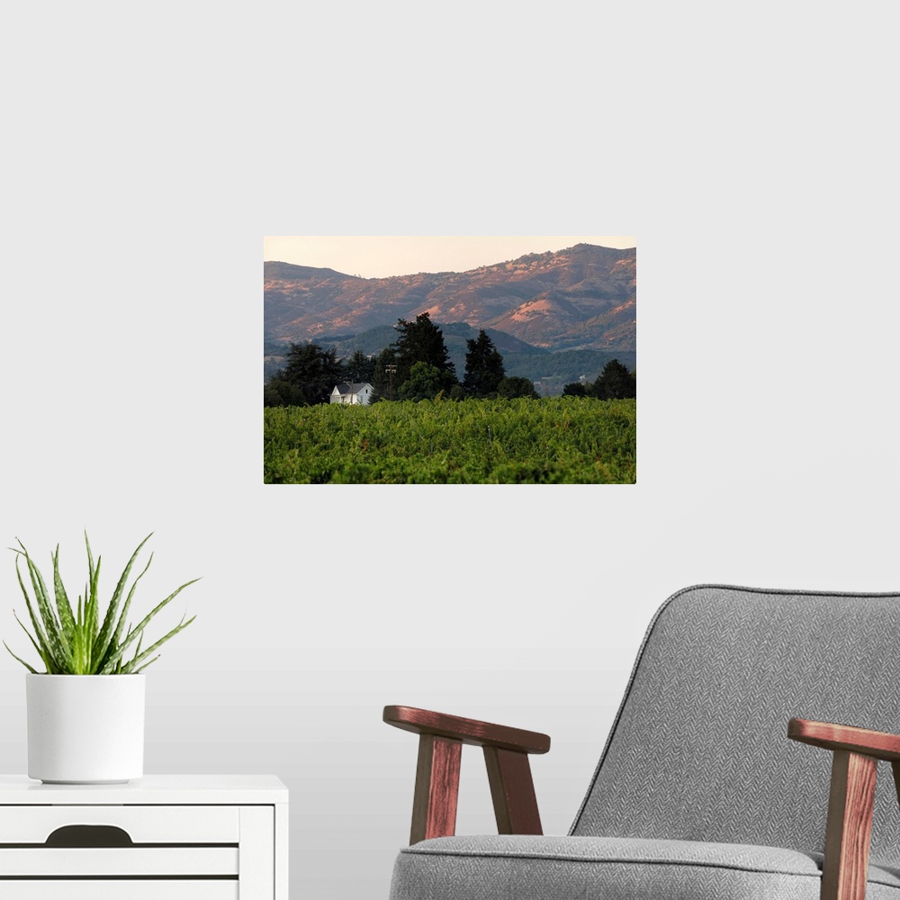 A modern room featuring USA, California, Napa Valley, Vineyard