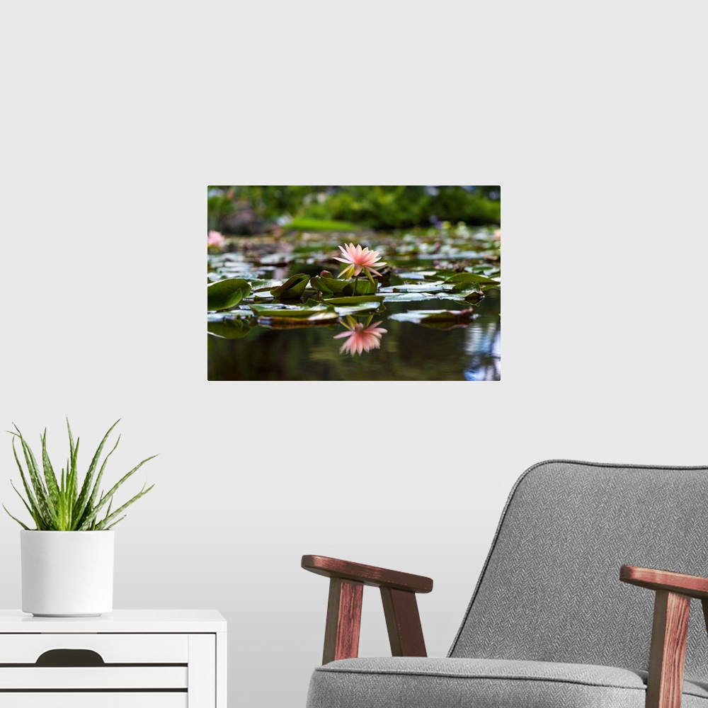 A modern room featuring Water Lily.
