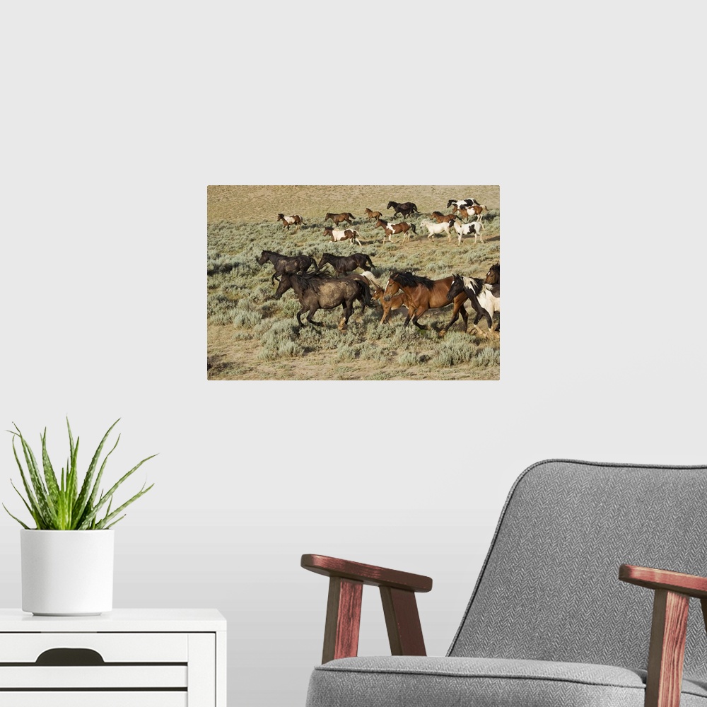 A modern room featuring Wyoming, Cody, Wild mustangs in the McCullough Peaks