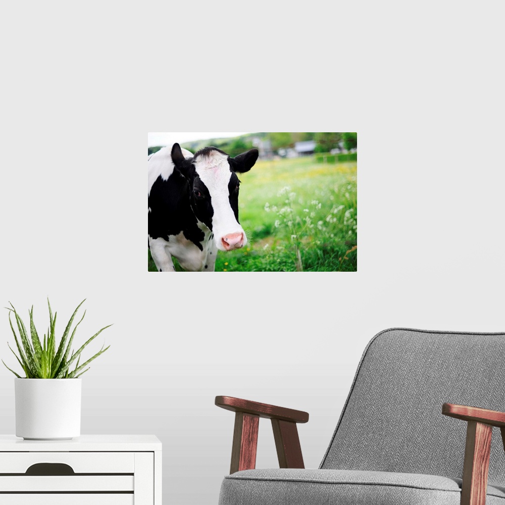 A modern room featuring A Cow In Field