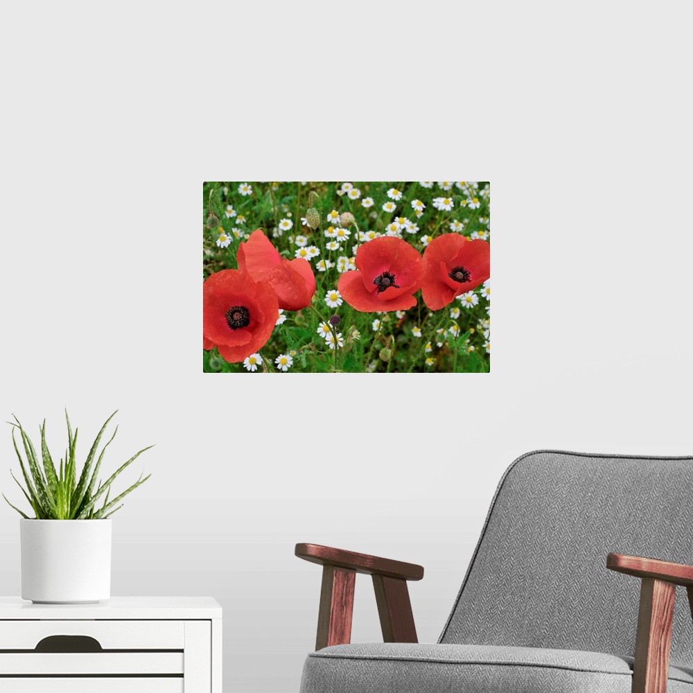 A modern room featuring A Red Poppy Flowers