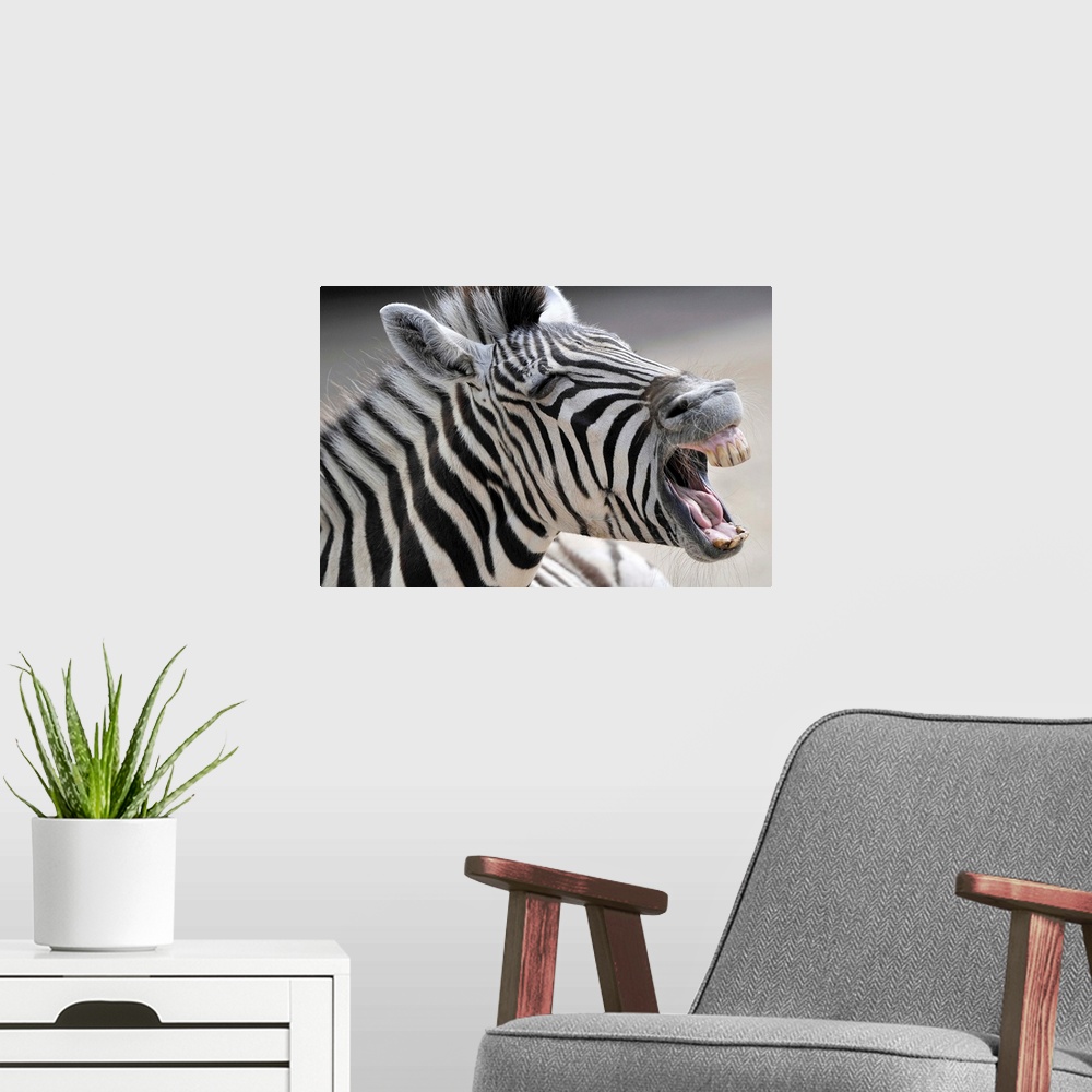 A modern room featuring A Zebra Yawning