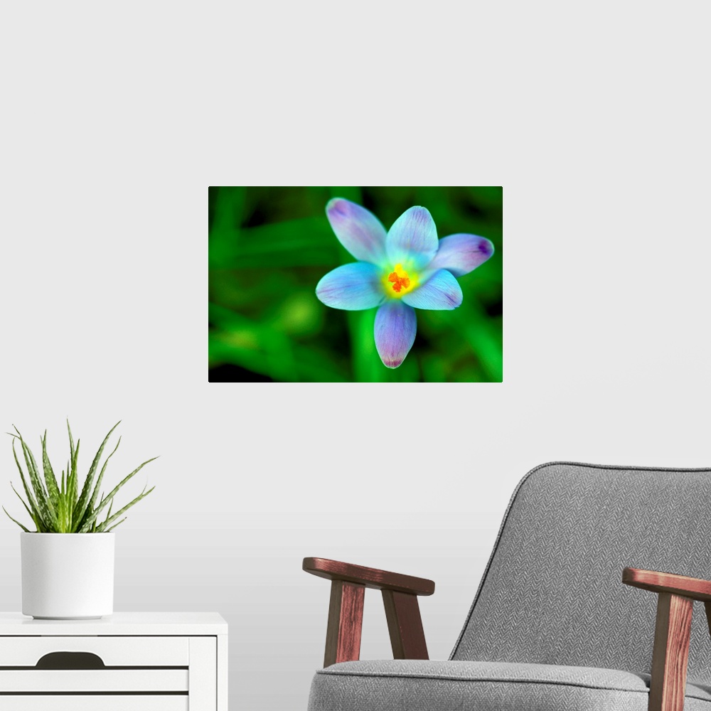 A modern room featuring Blue Crocus In Spring