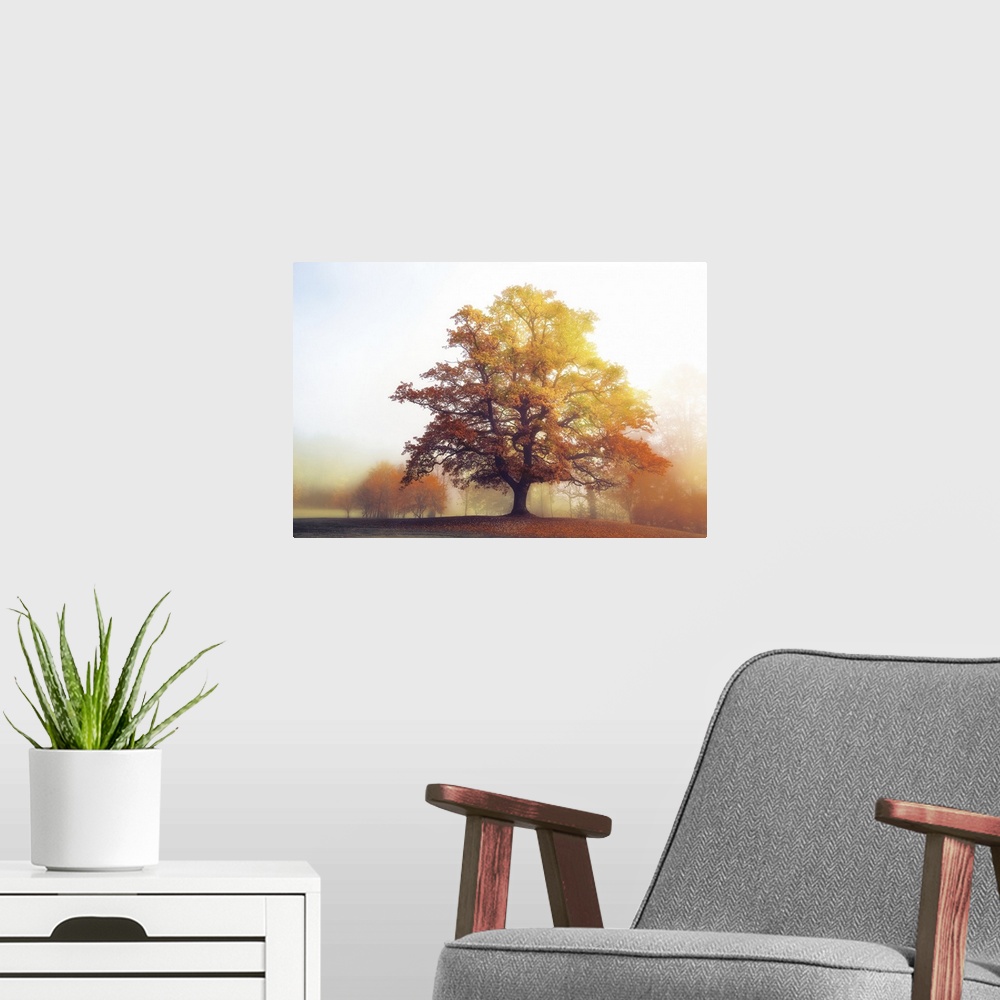 A modern room featuring Landscape photograph of a warm Autumn tree with a foggy background.
