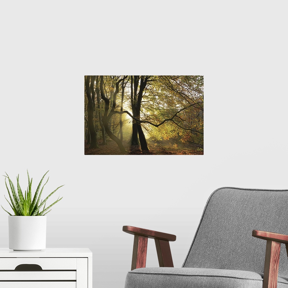 A modern room featuring A photograph of a Fall woods with a golden sunset behind the trees.