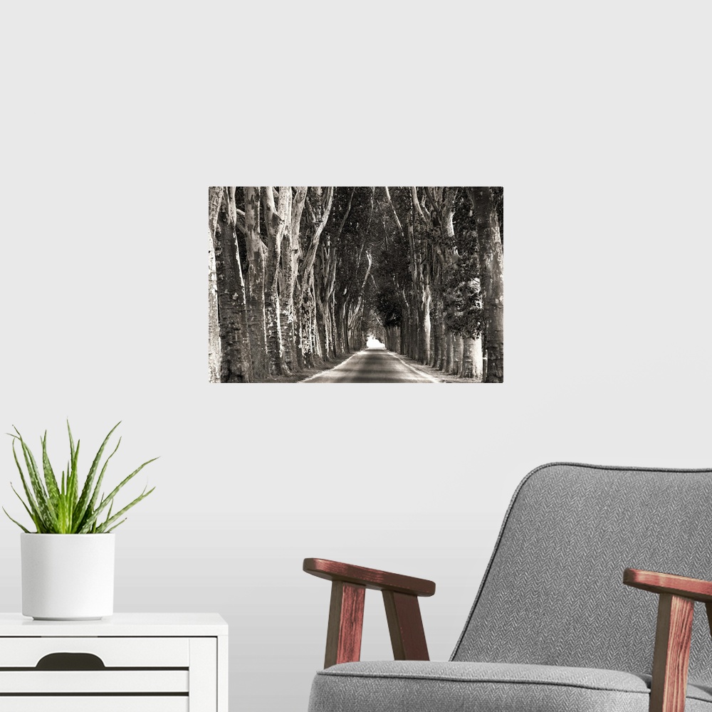 A modern room featuring Monochrome photograph of a straight path lined with tall trees creating leading lines.