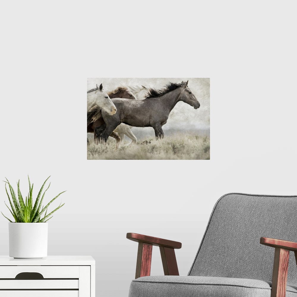 A modern room featuring USA, Wyoming, Carbon County. Wild horses running.