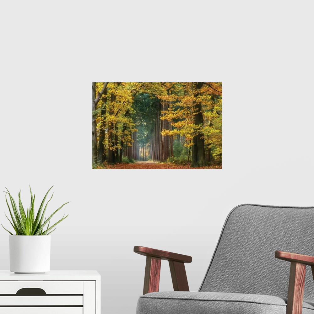 A modern room featuring Landscape photograph of yellow trees creating an arched gate into the woods lined with tall pine ...