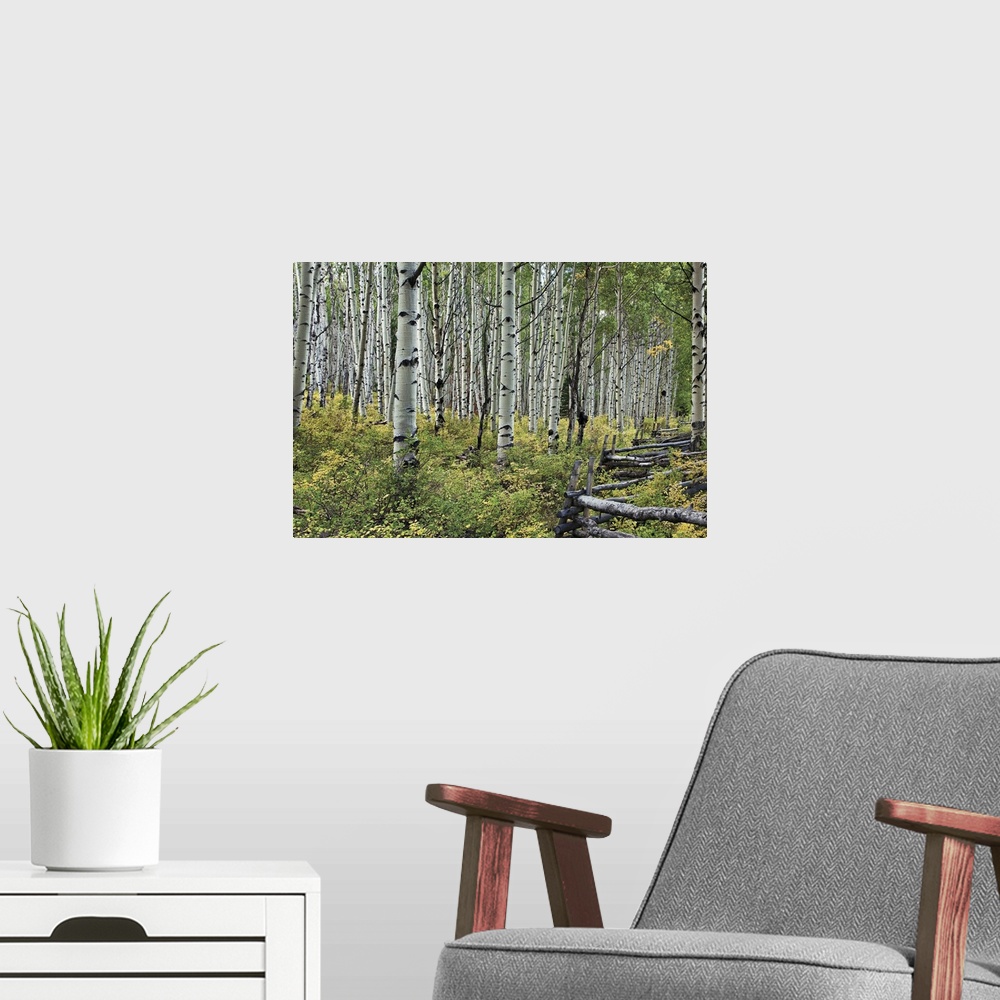 A modern room featuring Grove of aspen trees in a forest with a hand build fence cutting through the bottom brush.