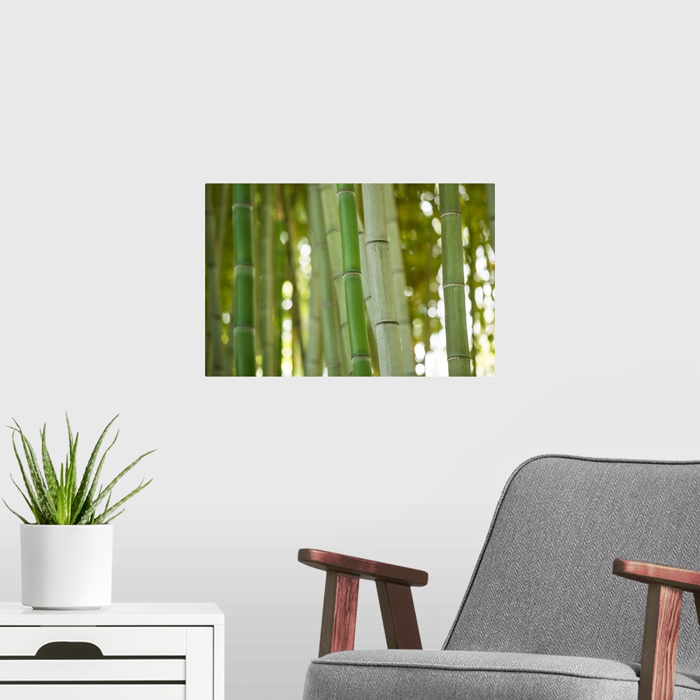 A modern room featuring Bamboo and Bokeh I