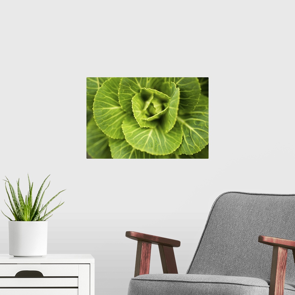 A modern room featuring Cabbage Detail