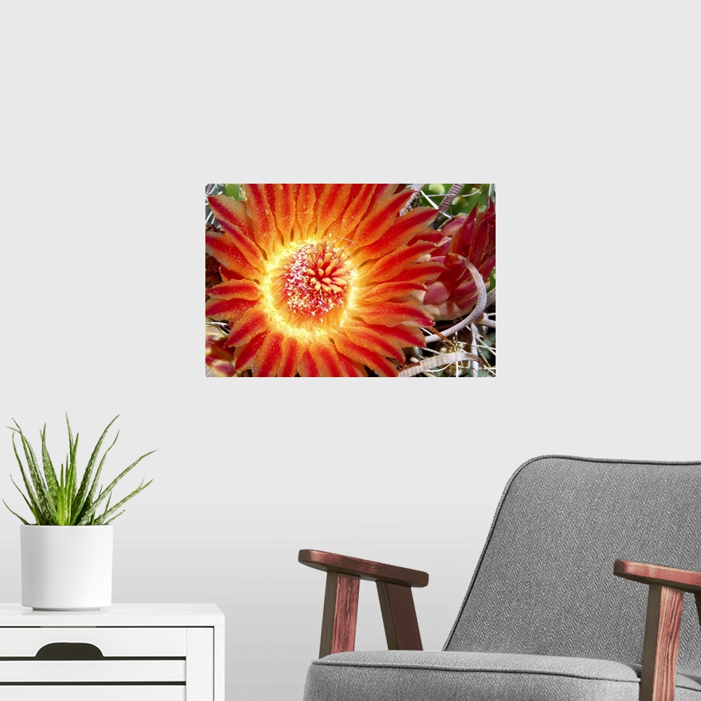 A modern room featuring Cactus Flower IV