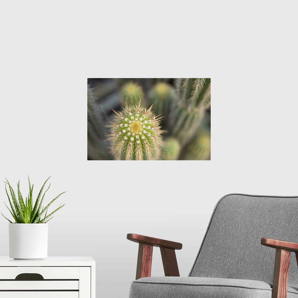 A modern room featuring Cactus I