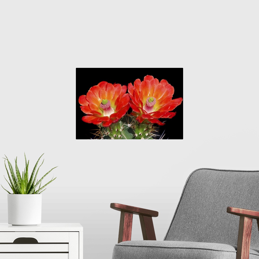A modern room featuring Claret Cup Flowers
