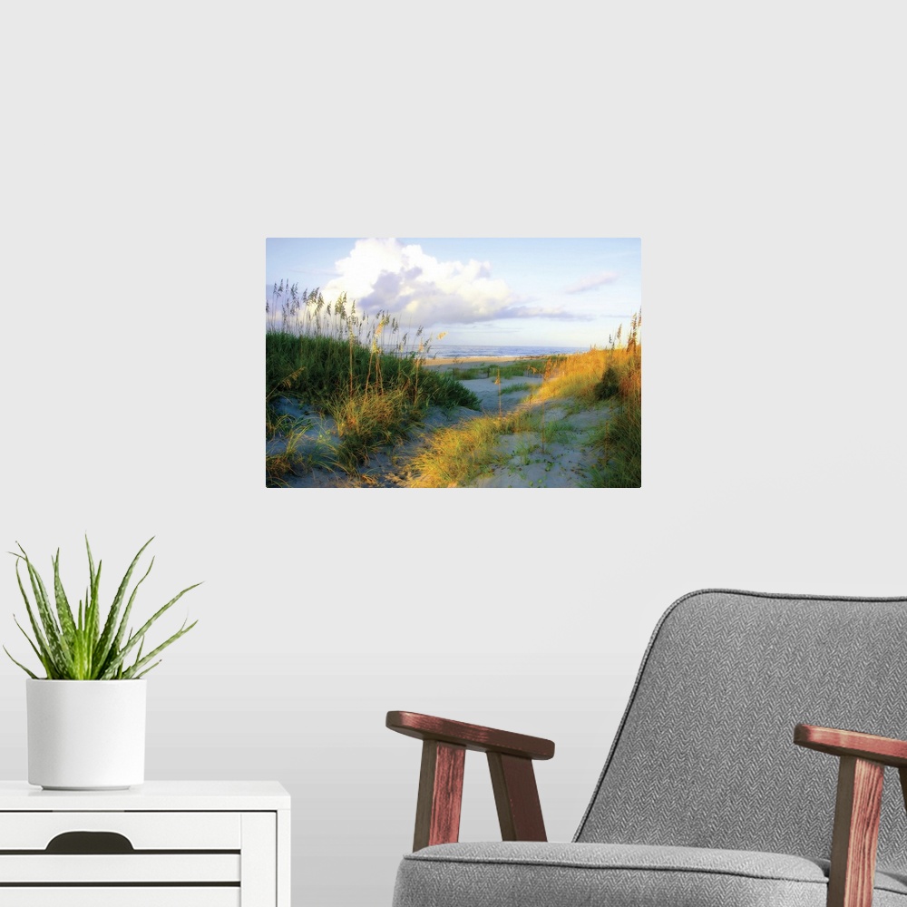 A modern room featuring This big wall art picture shows a pathway through the grass covered dunes down to the sandy beach...
