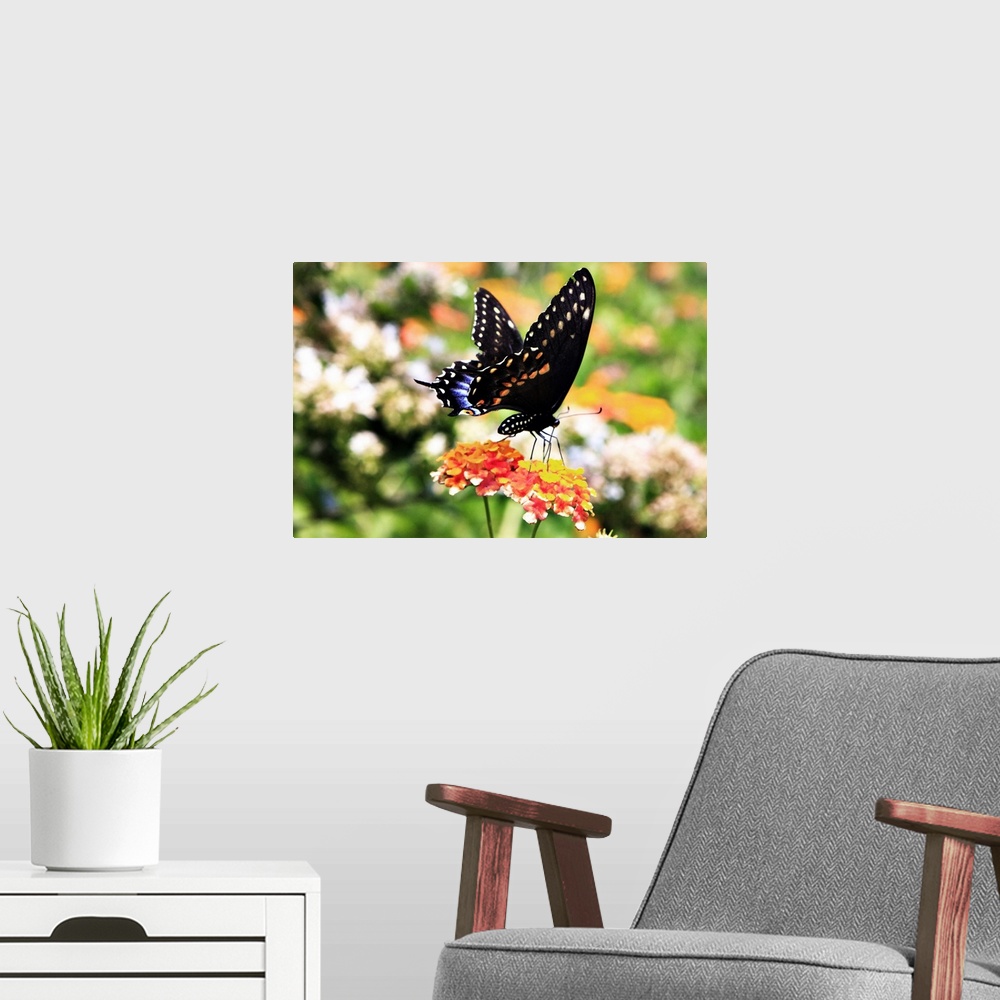 A modern room featuring Black Swallowtail - 1