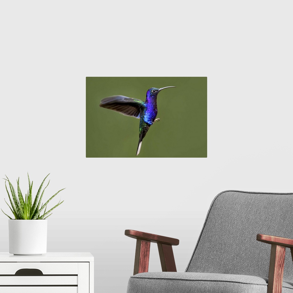 A modern room featuring Hummingbird VII