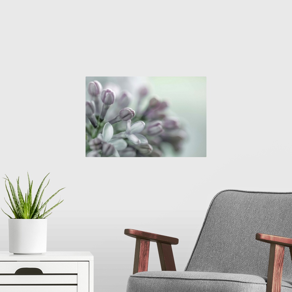 A modern room featuring Close up image of a lilac flower in subtle grey tones.