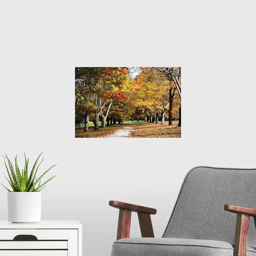 A modern room featuring Canvas print of trees covered in fall foliage in a park with a path going through them and dead l...