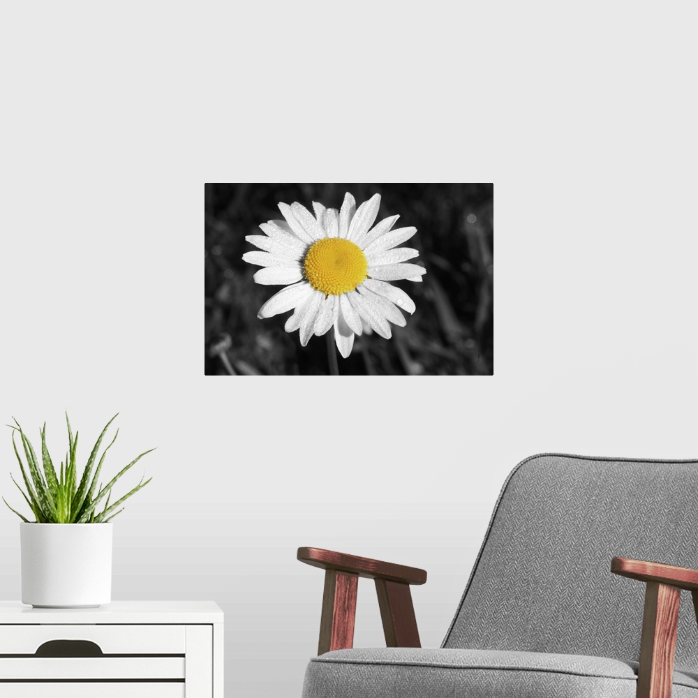 A modern room featuring Morning Daisy I