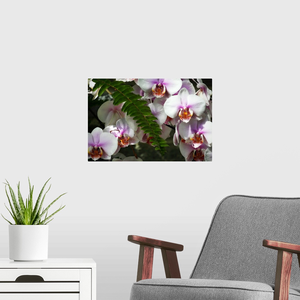 A modern room featuring Moth Orchids 2