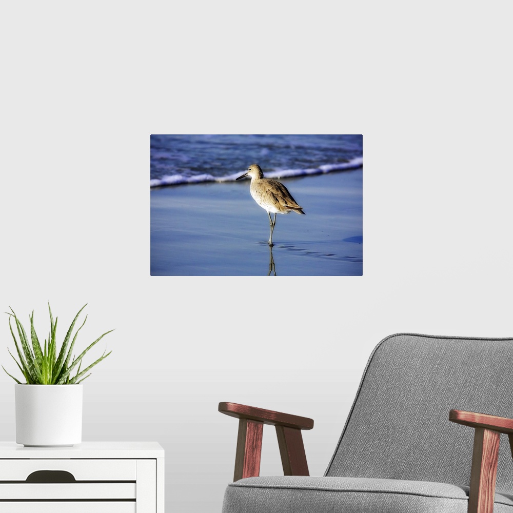 A modern room featuring Sandpiper in the Surf 1