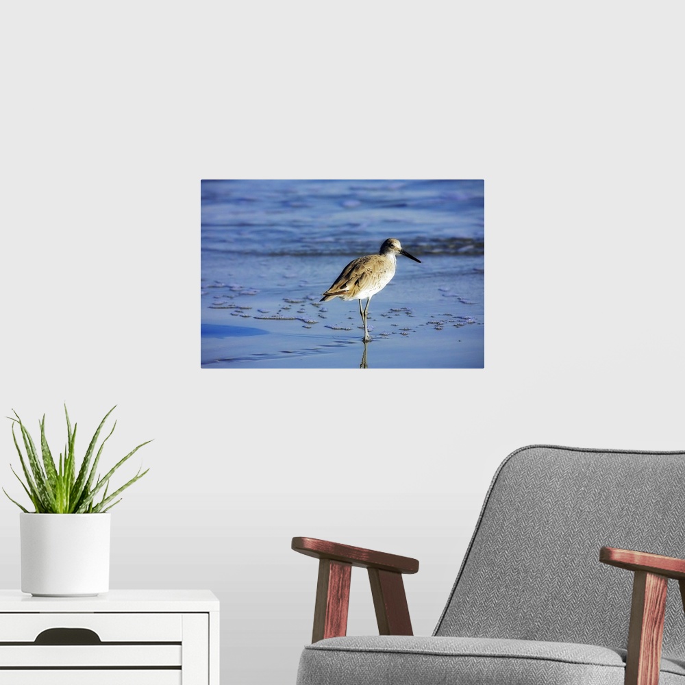 A modern room featuring Sandpiper in the Surf 2