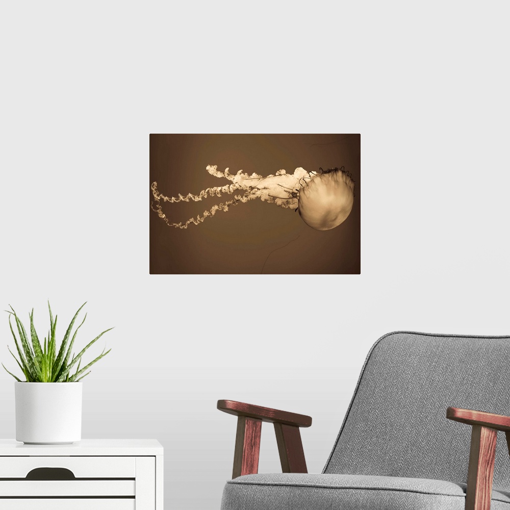A modern room featuring Sea Nettle I